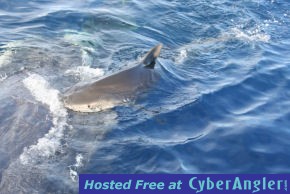 Tiger Shark trying to get a bite
