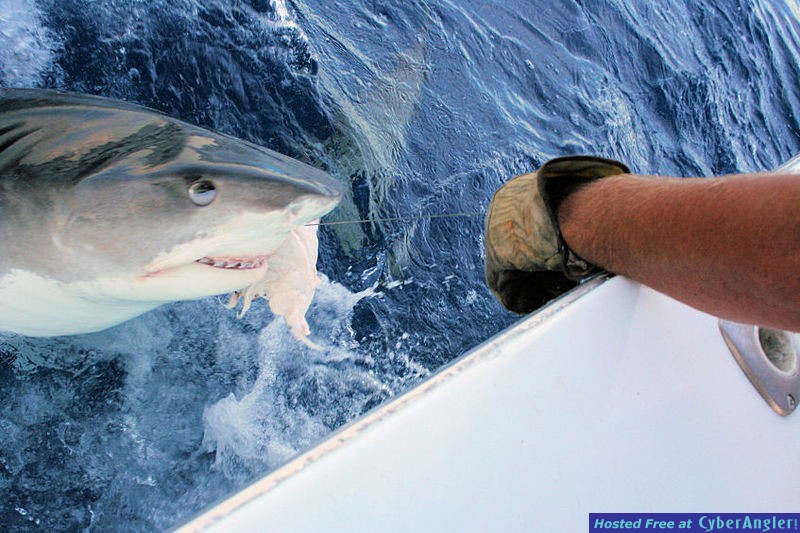 Tiger shark at the leader