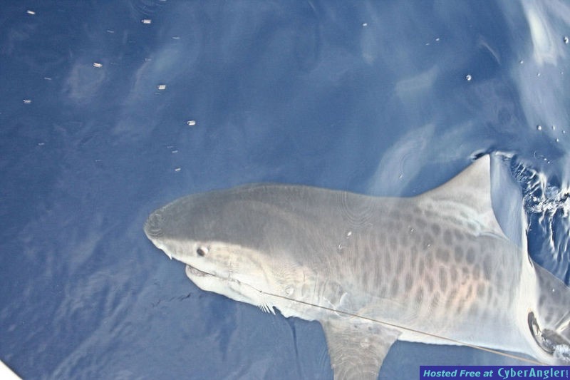 Tiger shark along side the boat