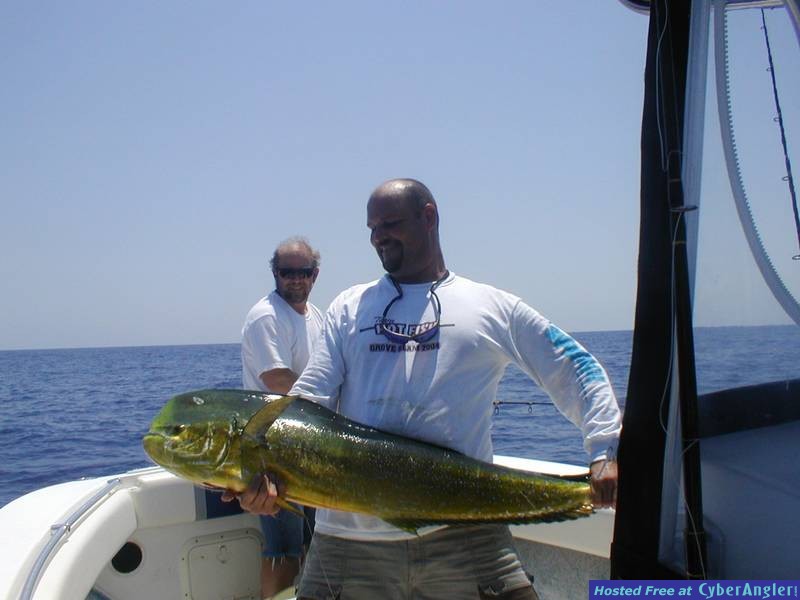 26 lb Bull