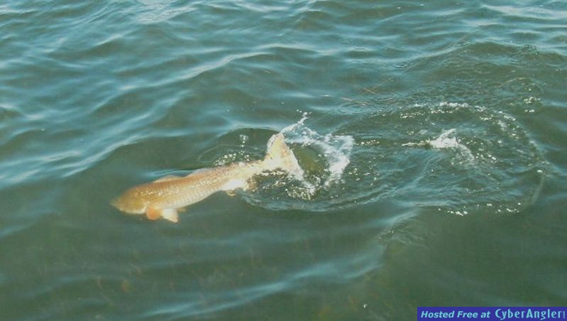 Redfish