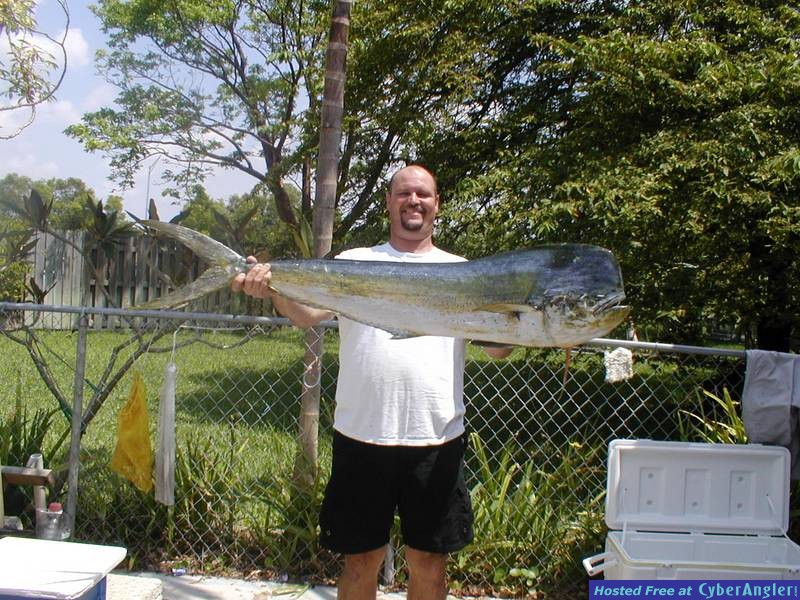 32 lb Bull