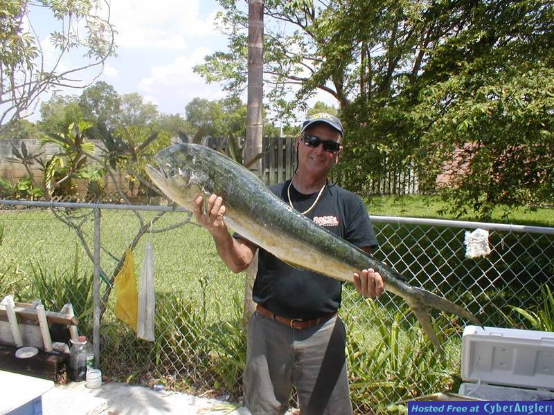 22lb Cow