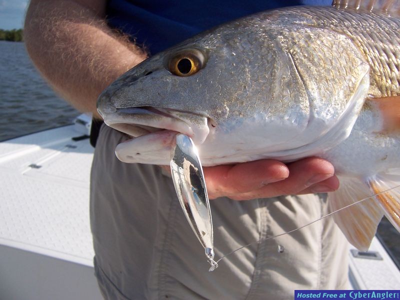 Johnson Silver Minnow does it again