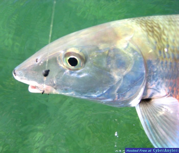 Fishin Pix