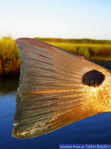 St. Augustine - A Complete Angling Destination