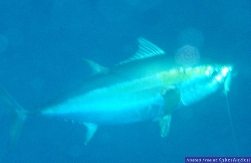 Blackfin_Tuna_n_Rapala_X_Rap