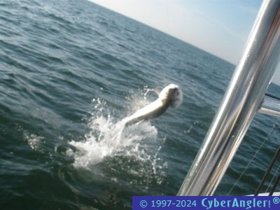 Click to Enlarge Photo