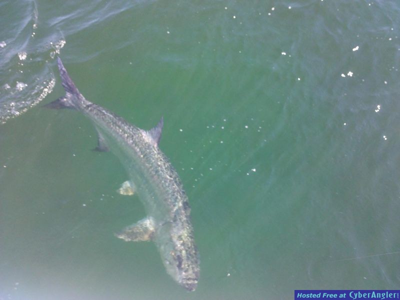 Hawkins Tarpon2
