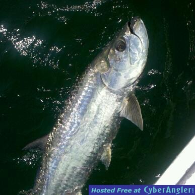 Tarpon Hawkin