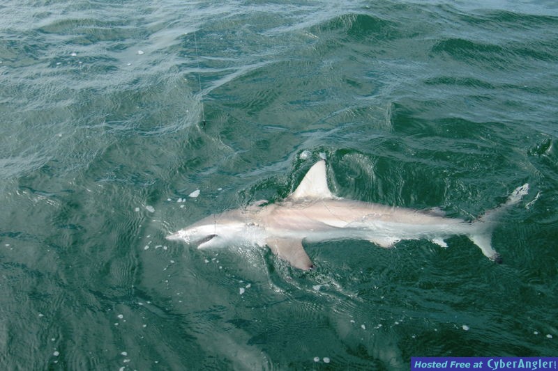 Blacktip shark