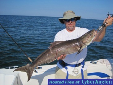 41-inch, 18-pound cobia