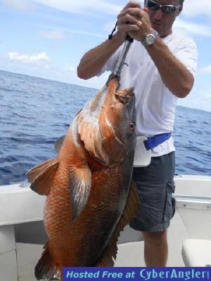 snapper