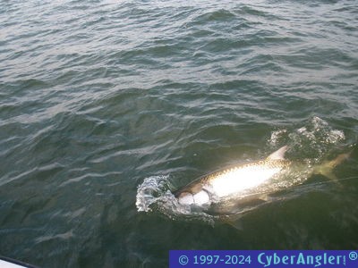 Click to Enlarge Photo