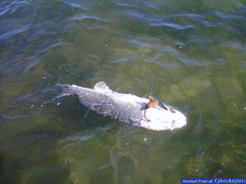 Click to Enlarge Photo