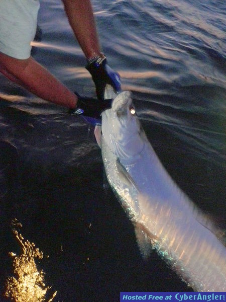 Afternoon Tarpon on the Knot Nancy