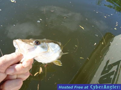 Click to Enlarge Photo