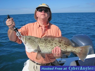 30-inch gag grouper