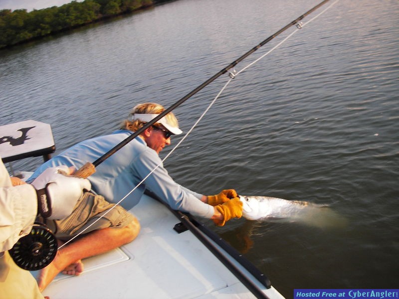 Fall tarpon