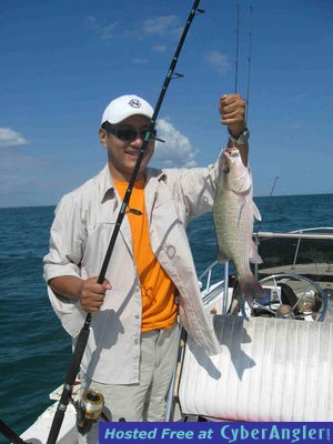 mangrove snapper