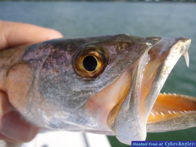 Click to Enlarge Photo