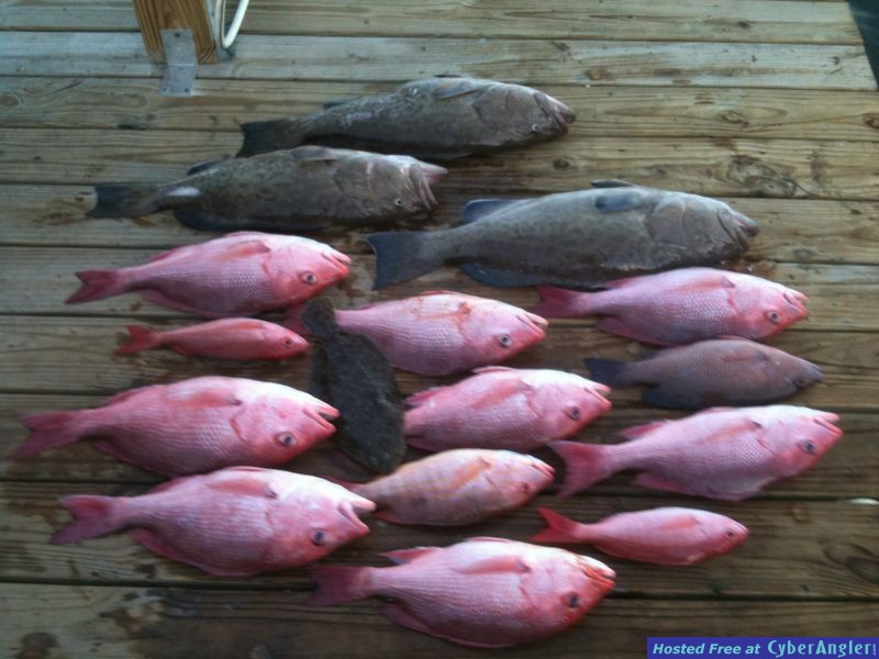 trout_384