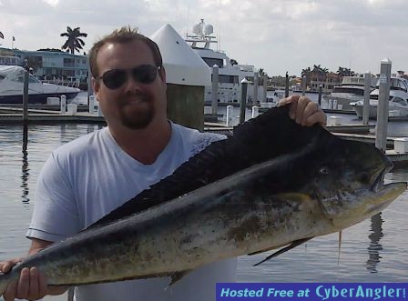 Nov_18_2010_dolphin_web