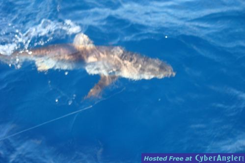 11-30-blacktip
