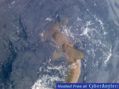 Shark in water &amp;amp; Sailfish