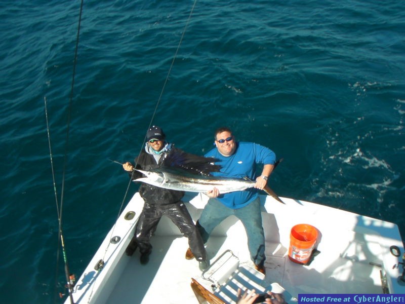 Captain Easy sailfish
