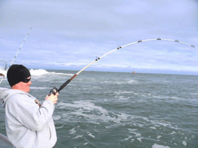 Black Drum, Redfish