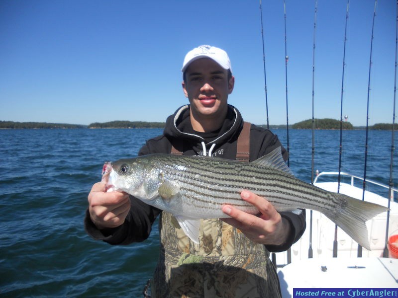 Lake Lanier Striper