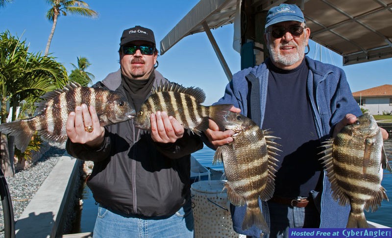 Southwest Florida Sheepsheads