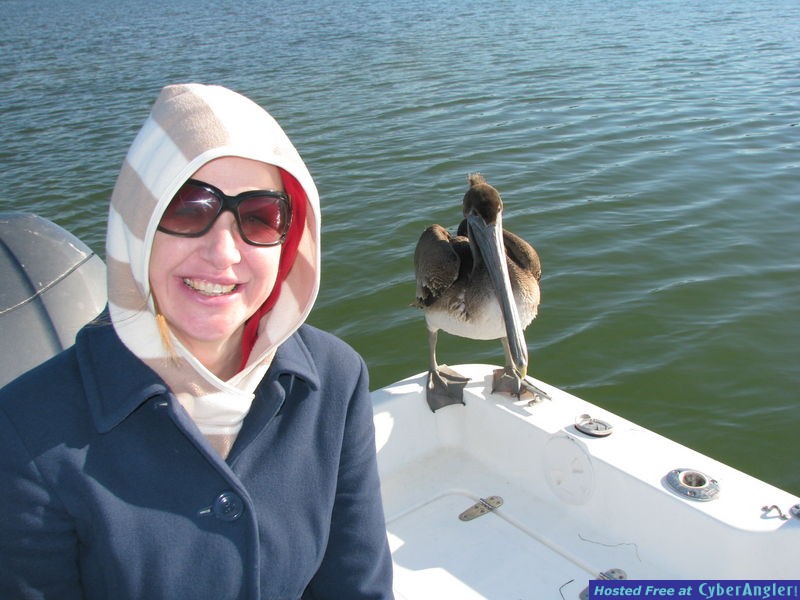 pelican