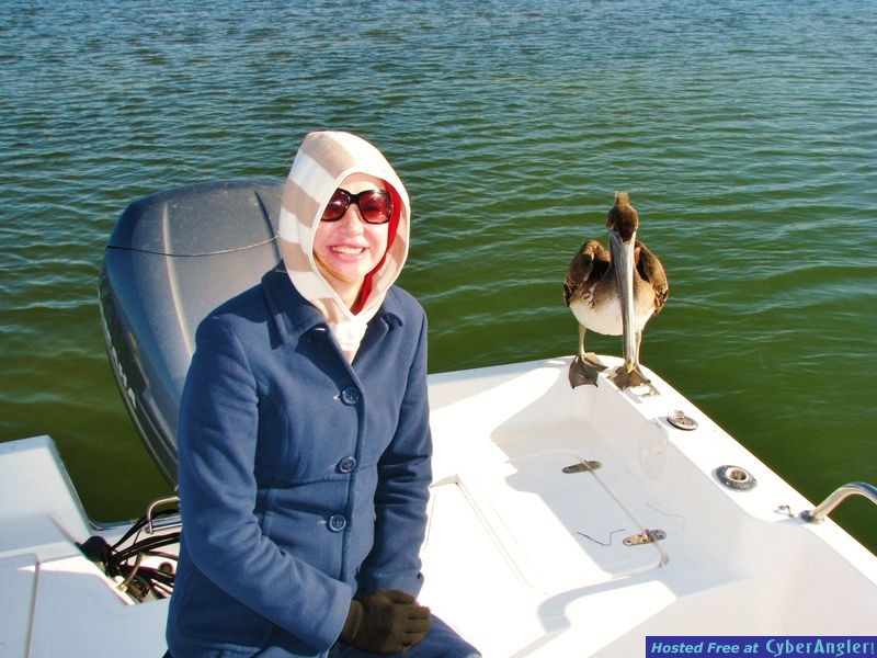 pelican_2