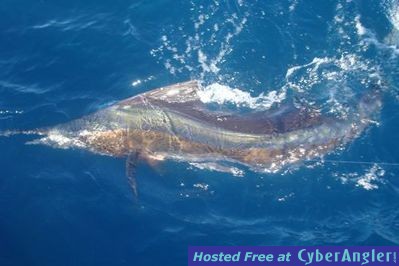 Click to Enlarge Photo