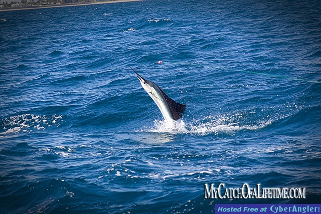 Sailfish Florida Palm Beach