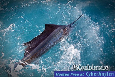 Sailfish Florida Palm Beach