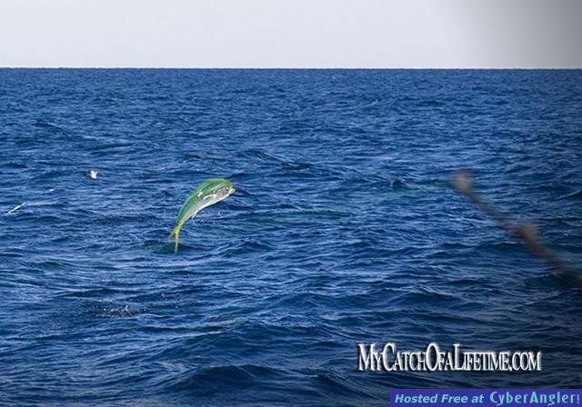 Sailfish Florida Palm Beach