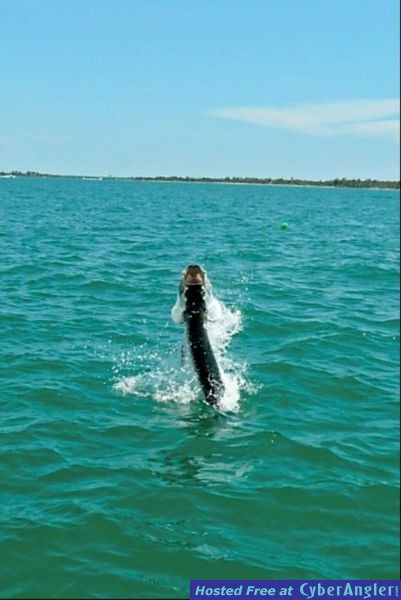 Tarpon Jump