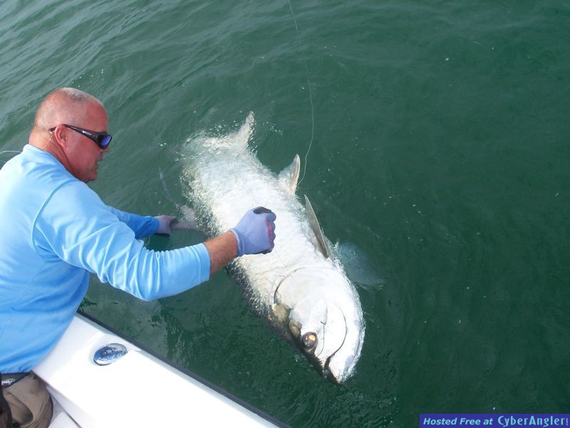 Tarpon