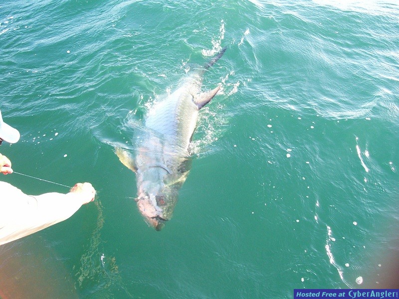 Tarpon