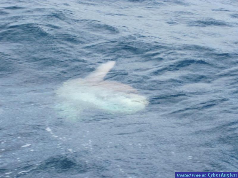 fishing_12310_Sunfish