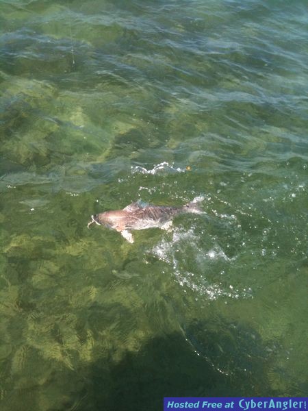 trout_389