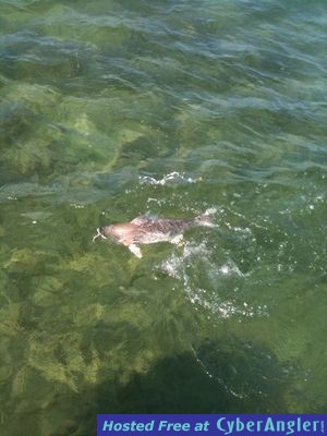 Click to Enlarge Photo