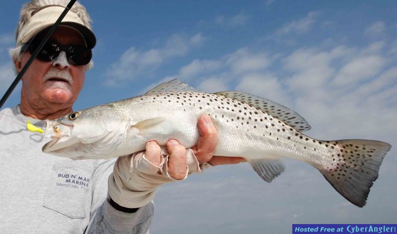 trout