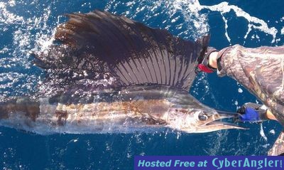 sailfish