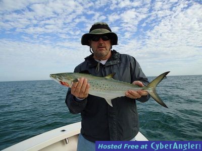 spanish mackerel