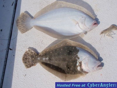 oddball flounder 1