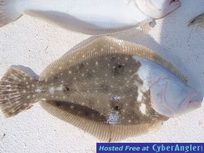 odball flounder 2